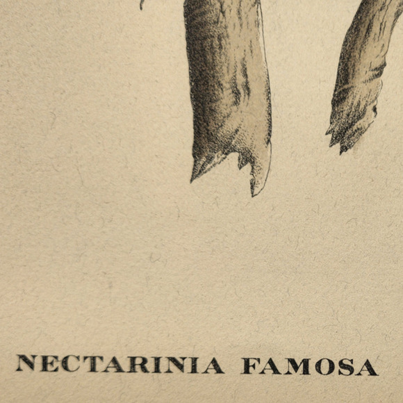 Framed J. & E. Gould - Nectarina Famosa Lithograph Print 17 1/2 x 21 1/2" - Picture 7 of 16
